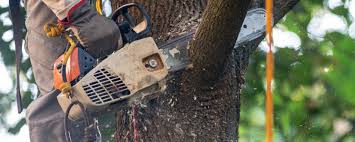Best Lawn Maintenance Plans  in Erma, NJ