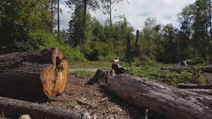 Best Tree Health Inspection  in Erma, NJ