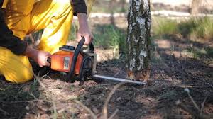 Best Fruit Tree Pruning  in Erma, NJ