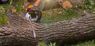 Best Lawn Renovation and Restoration  in Erma, NJ