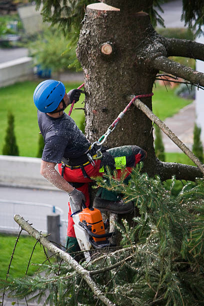 Best Tree Mulching  in Erma, NJ