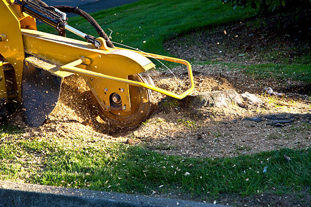 Best Tree Removal  in Erma, NJ